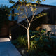 LED spotlights outdoor illuminating modern residential garden with dramatic tree uplighting effect