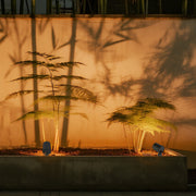 Dramatic LED spotlights outdoor creating silhouette lighting effect for palm trees at sunset