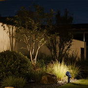 Dramatic nighttime tree lighting showcasing architectural landscape design with blue twilight sky