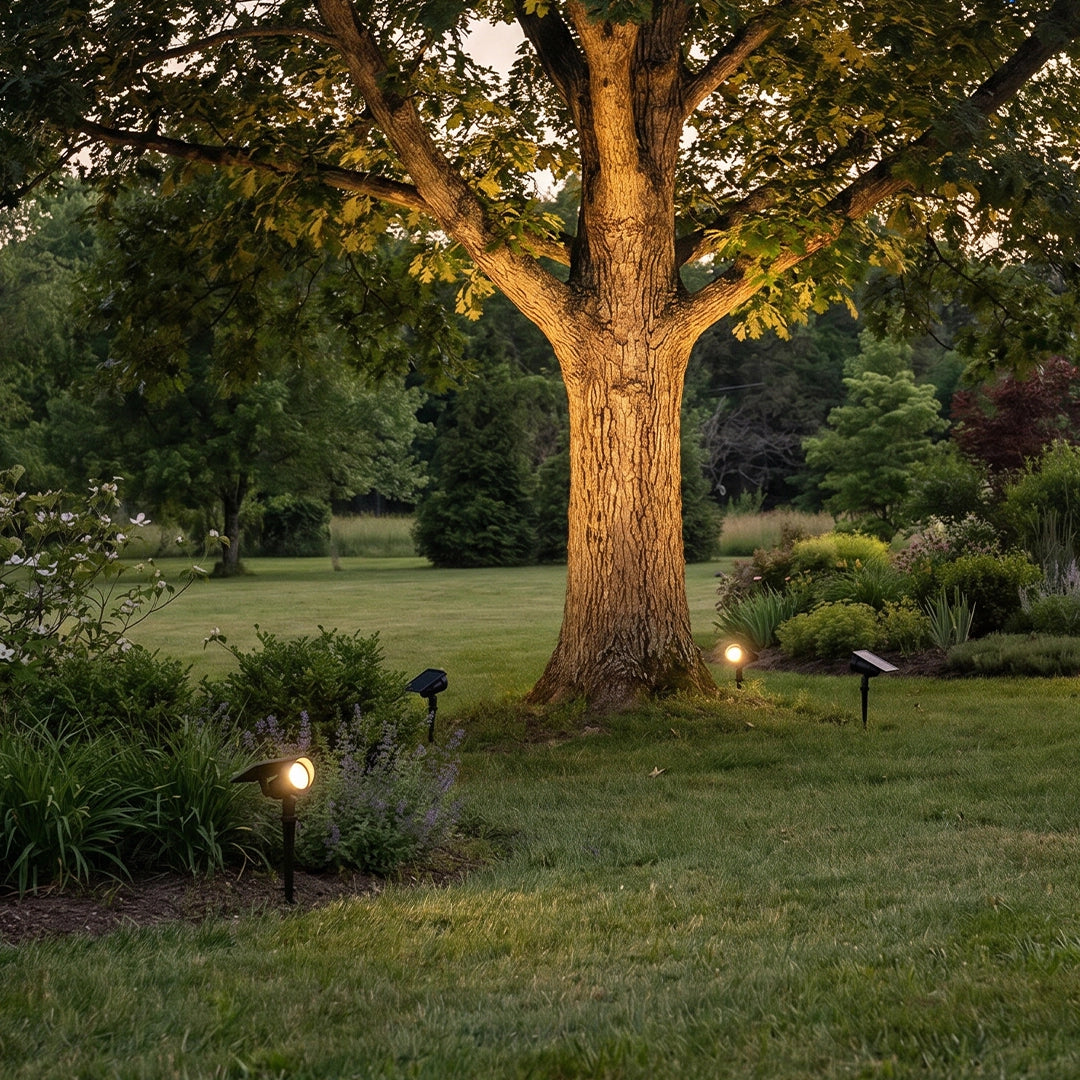 Solar spotlight for trees casting warm uplight around a large backyard tree in a landscaped lawn.
