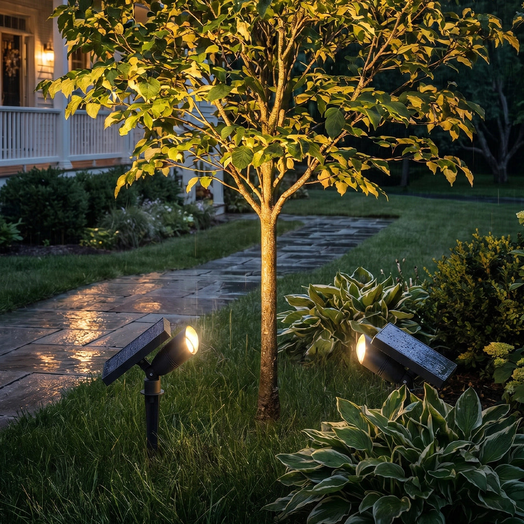 Solar spotlight for trees highlighting a small front yard tree near a wet pathway at dusk.