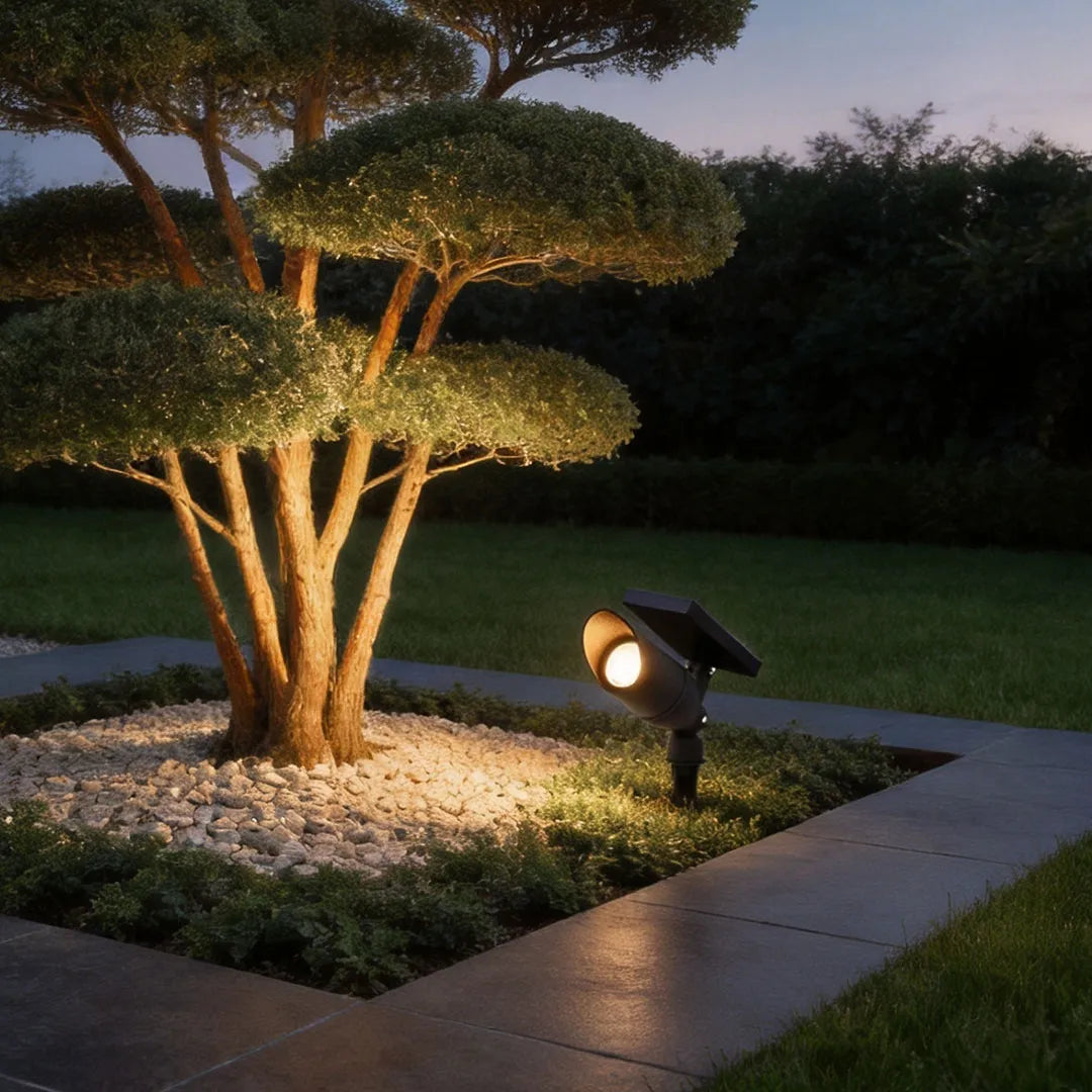 Solar spotlight for trees accent lighting a sculpted topiary tree in a modern landscape bed at night.