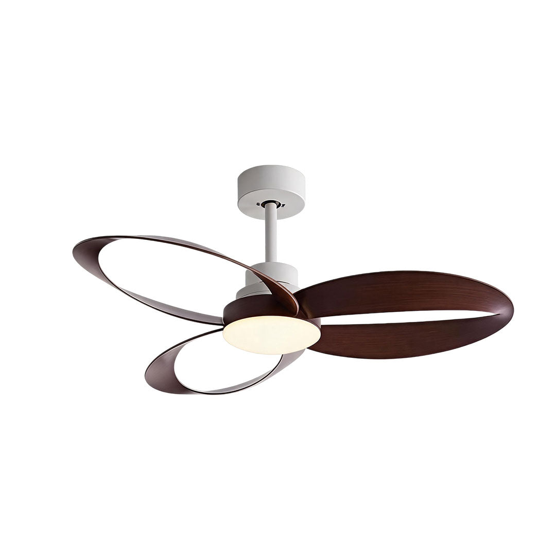 Modern ceiling fans with light featuring dark walnut loop blades and contemporary black hardware.